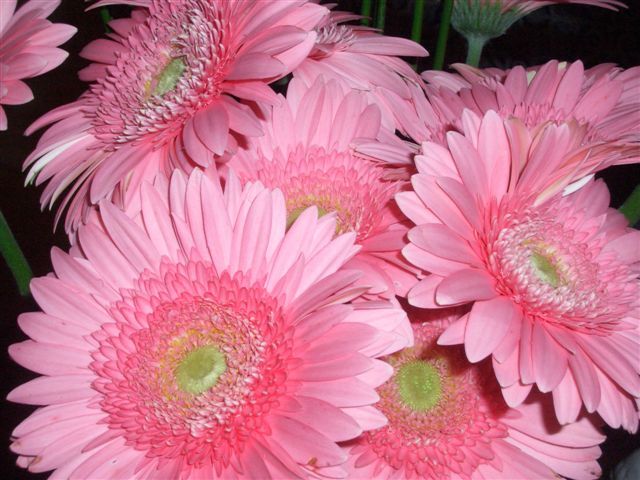 gerberas_rosas_SN