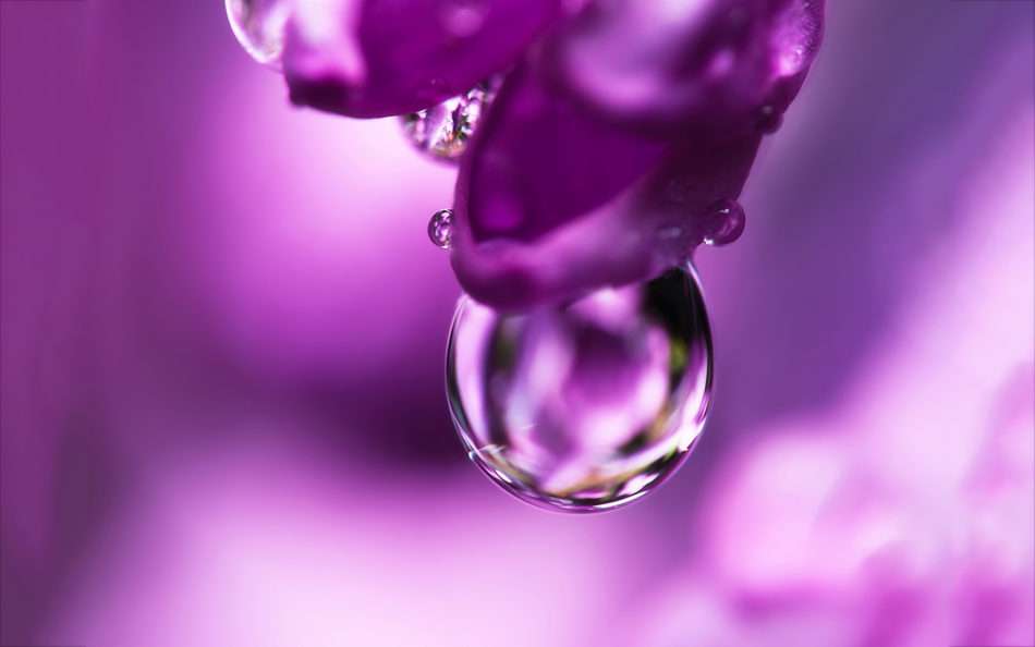 gota_flor_violeta